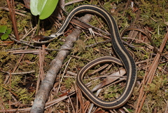 Thamnophis saurita septentrionalis