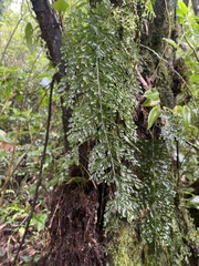 Hymenophyllum demissum