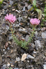 Pseudosedum ferganense