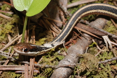 Thamnophis saurita septentrionalis