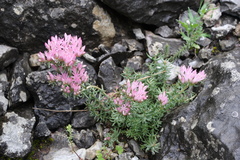 Pseudosedum ferganense