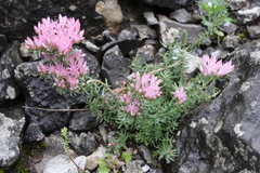 Pseudosedum ferganense