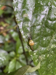 Ovachlamys fulgens