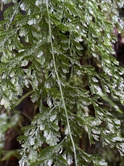 Hymenophyllum demissum