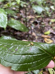 Ovachlamys fulgens