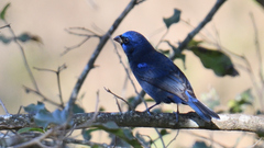 Cyanocompsa parellina