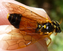 Pamphilius aurantiacus