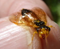 Pamphilius aurantiacus