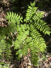 Adiantum trapeziforme