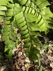 Adiantum trapeziforme