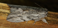 Destolmia lineata