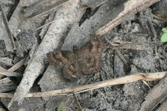 Staphylus hayhurstii