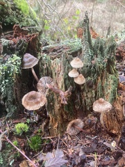 Mycena maculata