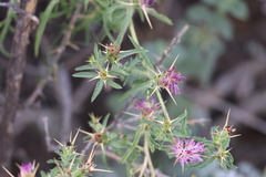 Centaurea calcitrapa
