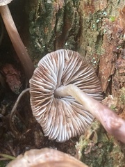 Mycena maculata
