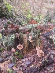 Mycena maculata