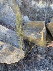 Baccharis neglecta