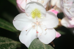 Rhododendron maximum