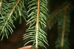 Picea abies