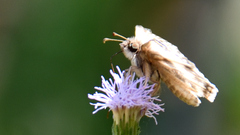 Heliopetes laviana