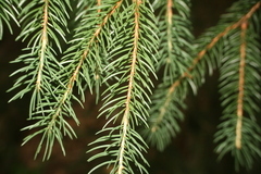 Picea abies