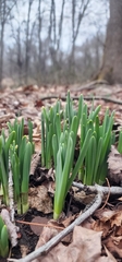 Narcissus pseudonarcissus