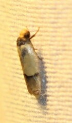 Eulechria hemisphaerica