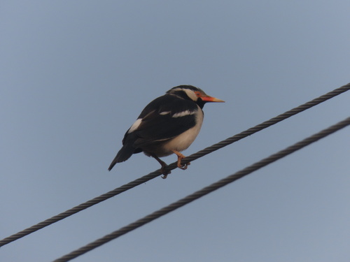 Indian Pied Starling