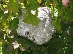 Dolichovespula maculata