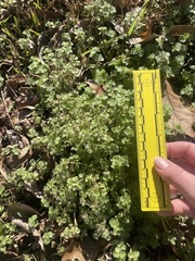 Veronica hederifolia