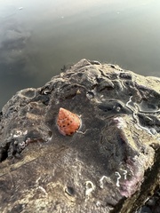 Calliostoma gloriosum