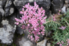 Pseudosedum ferganense