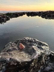 Calliostoma gloriosum