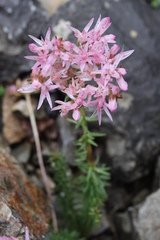 Pseudosedum ferganense