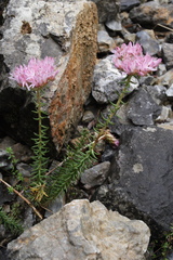 Pseudosedum ferganense