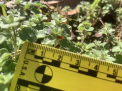 Veronica hederifolia