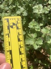 Veronica hederifolia