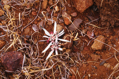 Euphorbia radians