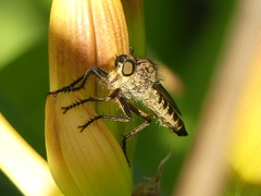 Eutolmus rufibarbis