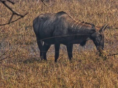 Boselaphus tragocamelus