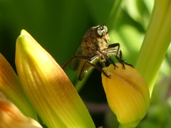 Eutolmus rufibarbis