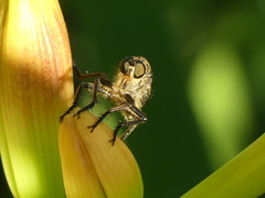 Eutolmus rufibarbis