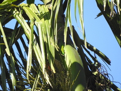Phelsuma andamanensis