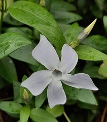 Vinca difformis difformis