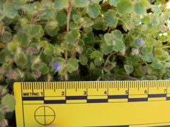 Veronica hederifolia