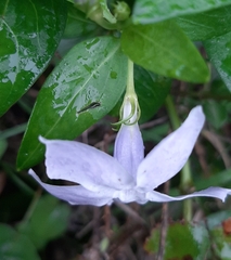 Vinca difformis difformis