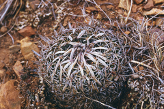 Echinofossulocactus phyllacanthus