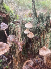 Mycena maculata