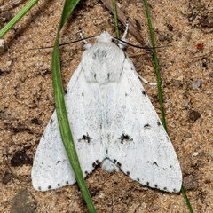 Acronicta vulpina