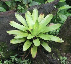 Werauhia